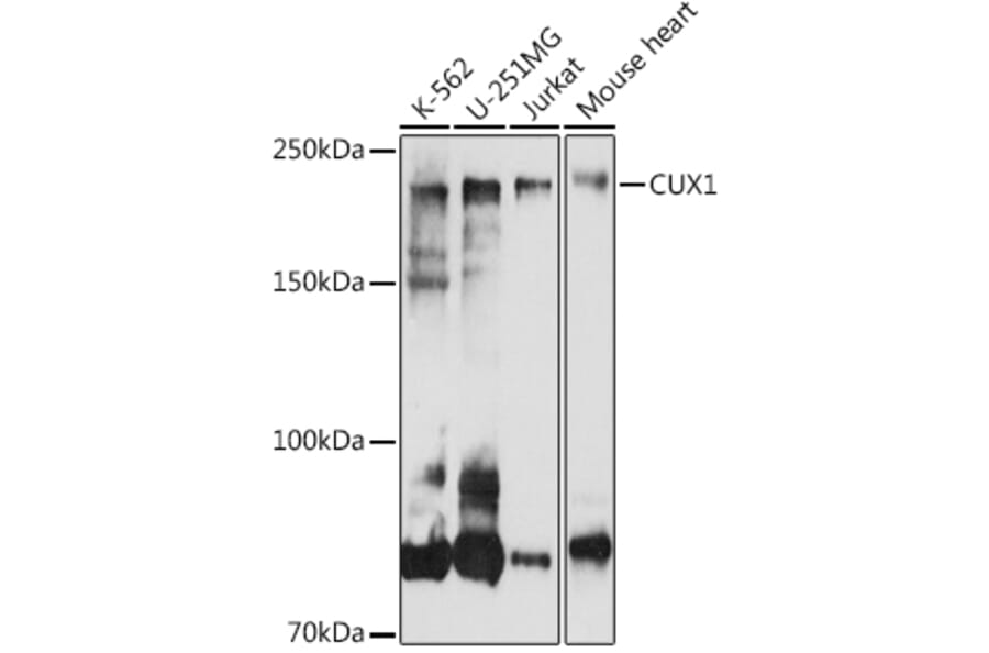 Western Blot - Anti-CUX1 Antibody (A17192) - Antibodies.com