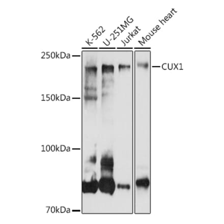 Western Blot - Anti-CUX1 Antibody (A17192) - Antibodies.com