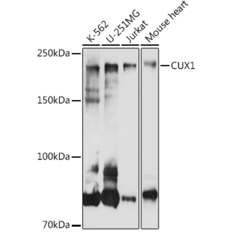 Western Blot - Anti-CUX1 Antibody (A17192) - Antibodies.com