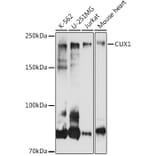 Western Blot - Anti-CUX1 Antibody (A17192) - Antibodies.com