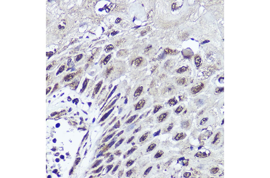 Immunohistochemistry - Anti-CUX1 Antibody (A17192) - Antibodies.com
