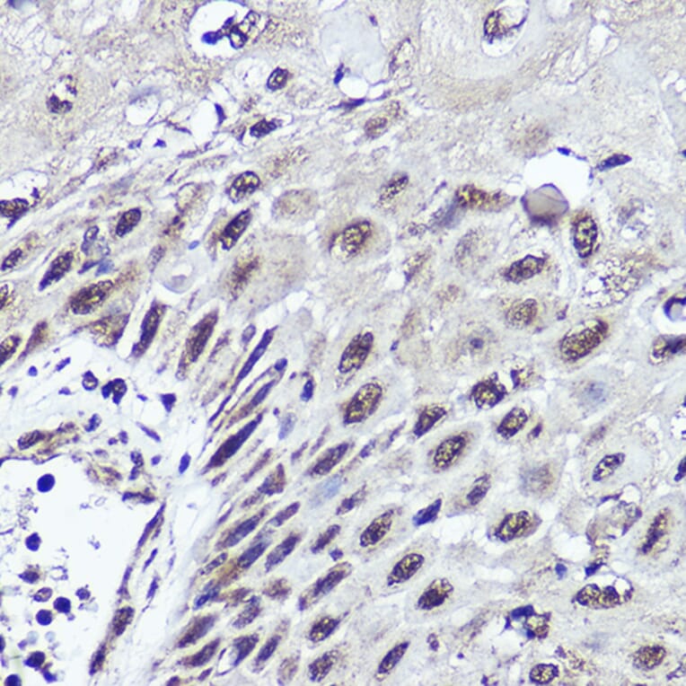Immunohistochemistry - Anti-CUX1 Antibody (A17192) - Antibodies.com