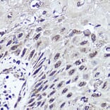 Immunohistochemistry - Anti-CUX1 Antibody (A17192) - Antibodies.com