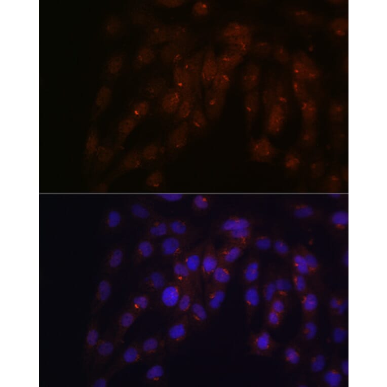 Immunofluorescence - Anti-CUX1 Antibody (A17192) - Antibodies.com