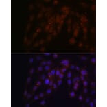 Immunofluorescence - Anti-CUX1 Antibody (A17192) - Antibodies.com