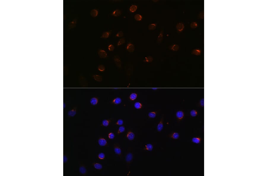 Immunofluorescence - Anti-CUX1 Antibody (A17192) - Antibodies.com