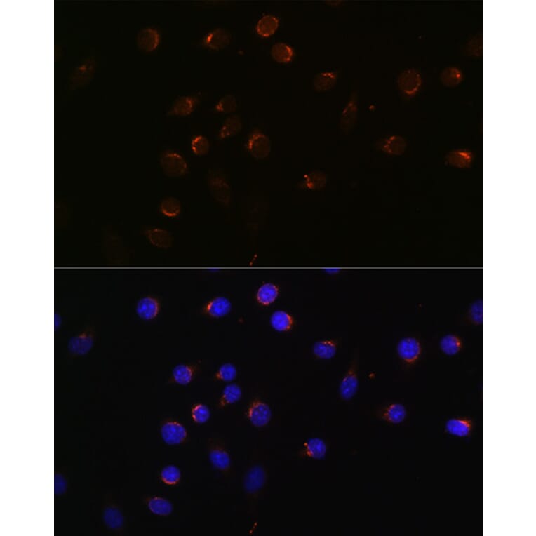 Immunofluorescence - Anti-CUX1 Antibody (A17192) - Antibodies.com