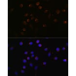 Immunofluorescence - Anti-CUX1 Antibody (A17192) - Antibodies.com