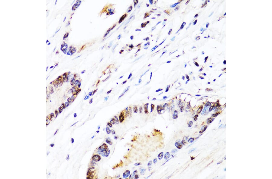 Immunohistochemistry - Anti-FGF12 Antibody (A17193) - Antibodies.com