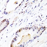 Immunohistochemistry - Anti-FGF12 Antibody (A17193) - Antibodies.com