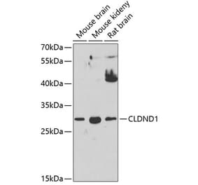 Western Blot - Anti-CLDND1 Antibody (A17195) - Antibodies.com