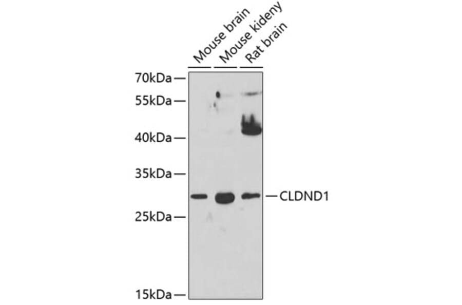 Western Blot - Anti-CLDND1 Antibody (A17195) - Antibodies.com