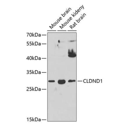 Western Blot - Anti-CLDND1 Antibody (A17195) - Antibodies.com