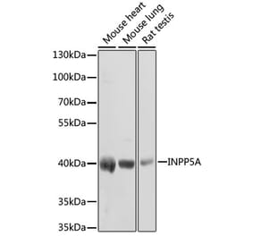 Western Blot - Anti-INPP5A Antibody (A17197) - Antibodies.com
