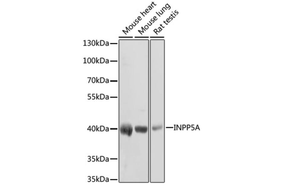 Western Blot - Anti-INPP5A Antibody (A3302) - Antibodies.com