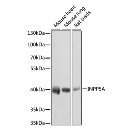 Western Blot - Anti-INPP5A Antibody (A3302) - Antibodies.com