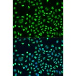 Immunofluorescence - Anti-STAU2 Antibody (A17198) - Antibodies.com