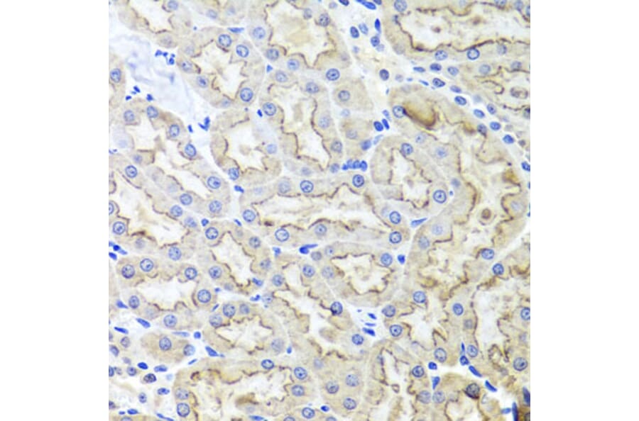 Immunohistochemistry - Anti-Lrp2/Megalin Antibody (A17201) - Antibodies.com