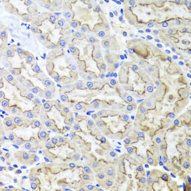 Immunohistochemistry - Anti-Lrp2/Megalin Antibody (A17201) - Antibodies.com
