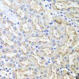 Immunohistochemistry - Anti-Lrp2/Megalin Antibody (A17201) - Antibodies.com