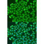 Immunofluorescence - Anti-PCDHA6 Antibody (A17209) - Antibodies.com