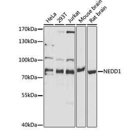 Western Blot - Anti-NEDD1 Antibody (A17211) - Antibodies.com