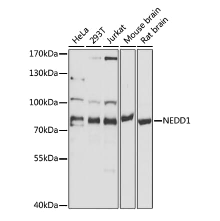 Western Blot - Anti-NEDD1 Antibody (A17211) - Antibodies.com