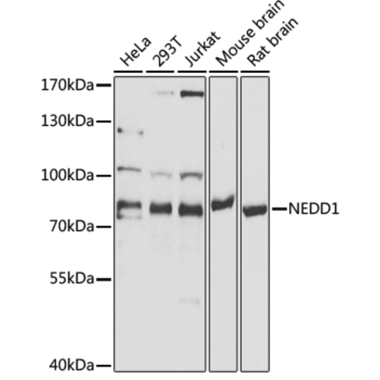 Western Blot - Anti-NEDD1 Antibody (A17211) - Antibodies.com