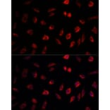 Immunofluorescence - Anti-NEDD1 Antibody (A17211) - Antibodies.com
