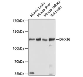 Western Blot - Anti-DHX36 Antibody (A17213) - Antibodies.com