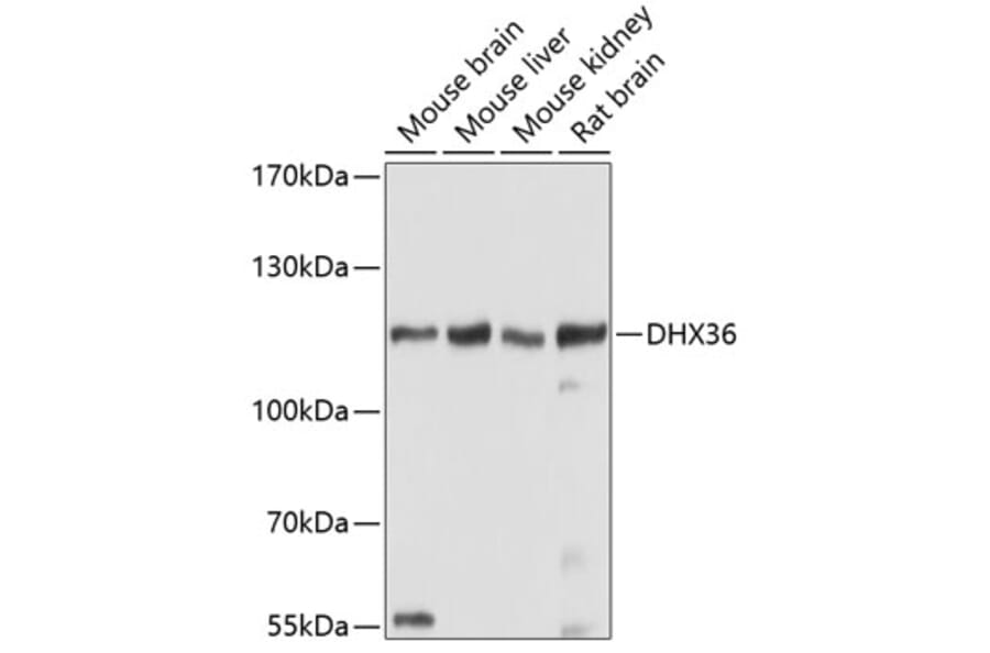Western Blot - Anti-DHX36 Antibody (A17213) - Antibodies.com