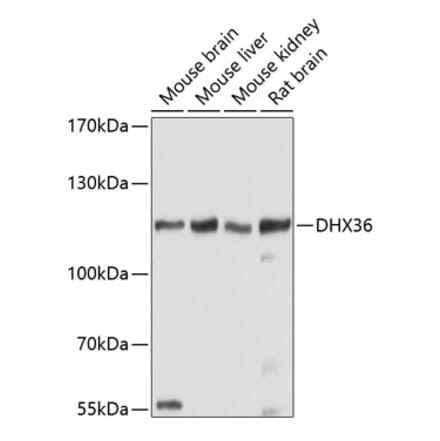 Western Blot - Anti-DHX36 Antibody (A17213) - Antibodies.com