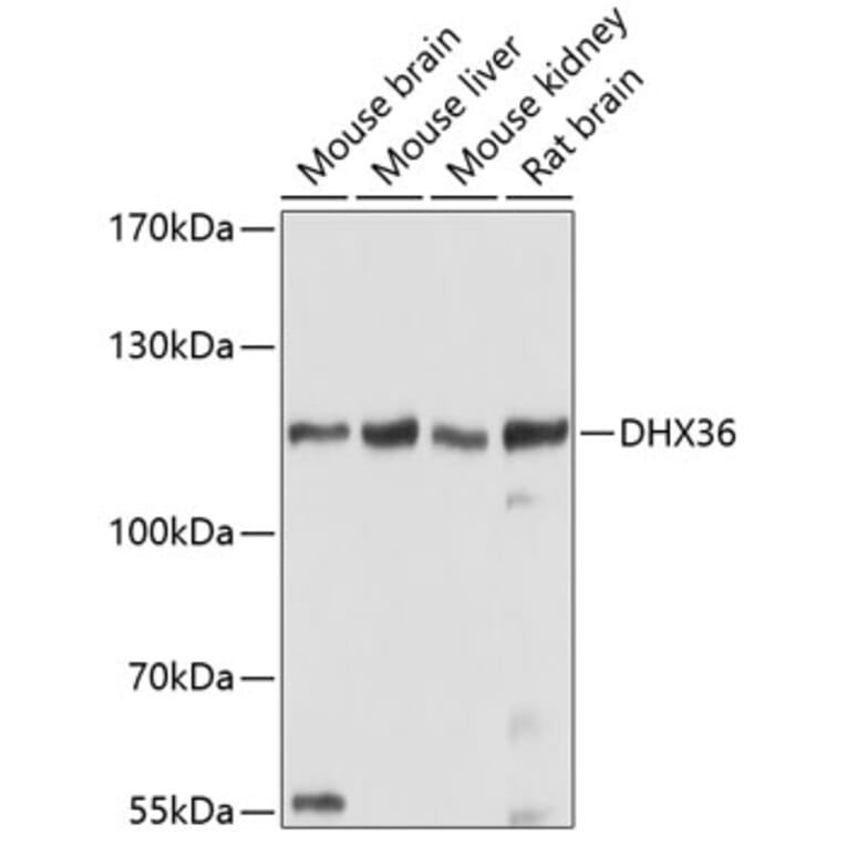 Western Blot - Anti-DHX36 Antibody (A17213) - Antibodies.com