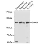 Western Blot - Anti-DHX36 Antibody (A17213) - Antibodies.com