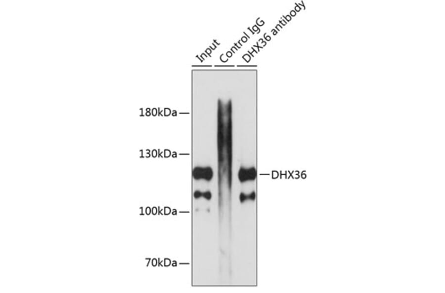 Western Blot - Anti-DHX36 Antibody (A17213) - Antibodies.com