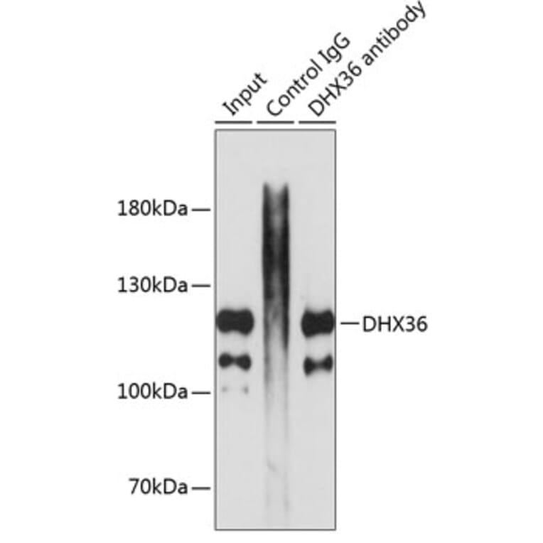 Western Blot - Anti-DHX36 Antibody (A17213) - Antibodies.com