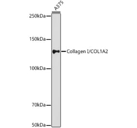 Western Blot - Anti-COL1A2 Antibody (A17214) - Antibodies.com
