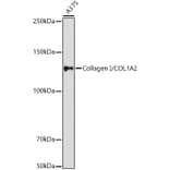 Western Blot - Anti-COL1A2 Antibody (A17214) - Antibodies.com