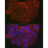 Immunofluorescence - Anti-COL1A2 Antibody (A17214) - Antibodies.com