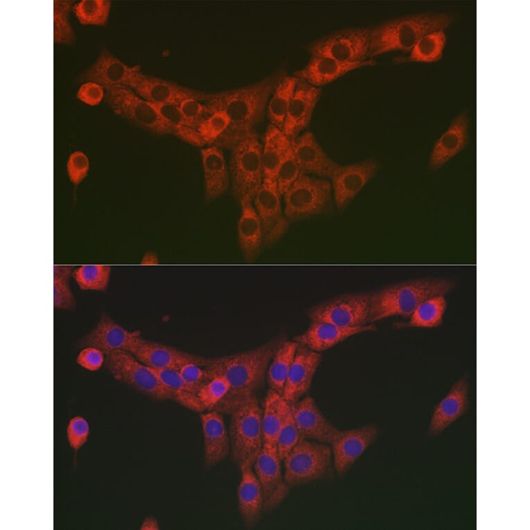 Immunofluorescence - Anti-COL1A2 Antibody (A17214) - Antibodies.com