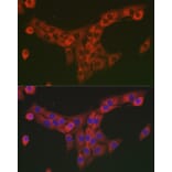 Immunofluorescence - Anti-COL1A2 Antibody (A17214) - Antibodies.com