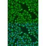 Immunofluorescence - Anti-GW182 Antibody (A17219) - Antibodies.com