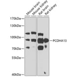 Western Blot - Anti-PCDHA13 Antibody (A17223) - Antibodies.com