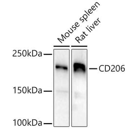 Western Blot - Anti-Mannose Receptor Antibody (A17227) - Antibodies.com