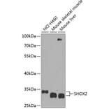 Western Blot - Anti-SHOX2 Antibody (A17229) - Antibodies.com
