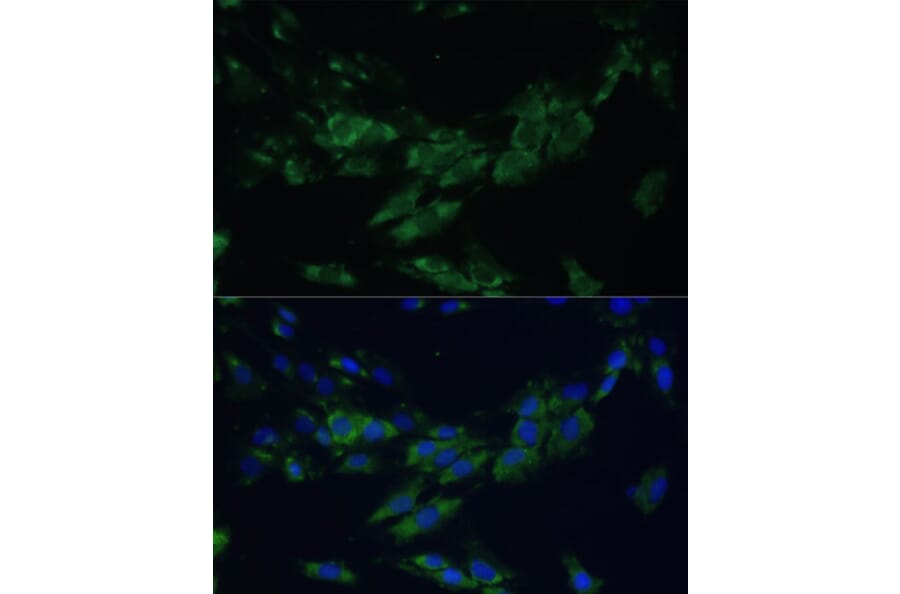 Immunofluorescence - Anti-Eph receptor A4/SEK Antibody (A17232) - Antibodies.com