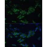 Immunofluorescence - Anti-Eph receptor A4/SEK Antibody (A17232) - Antibodies.com