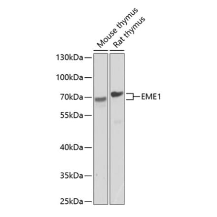 Western Blot - Anti-EME1 Antibody (A17234) - Antibodies.com