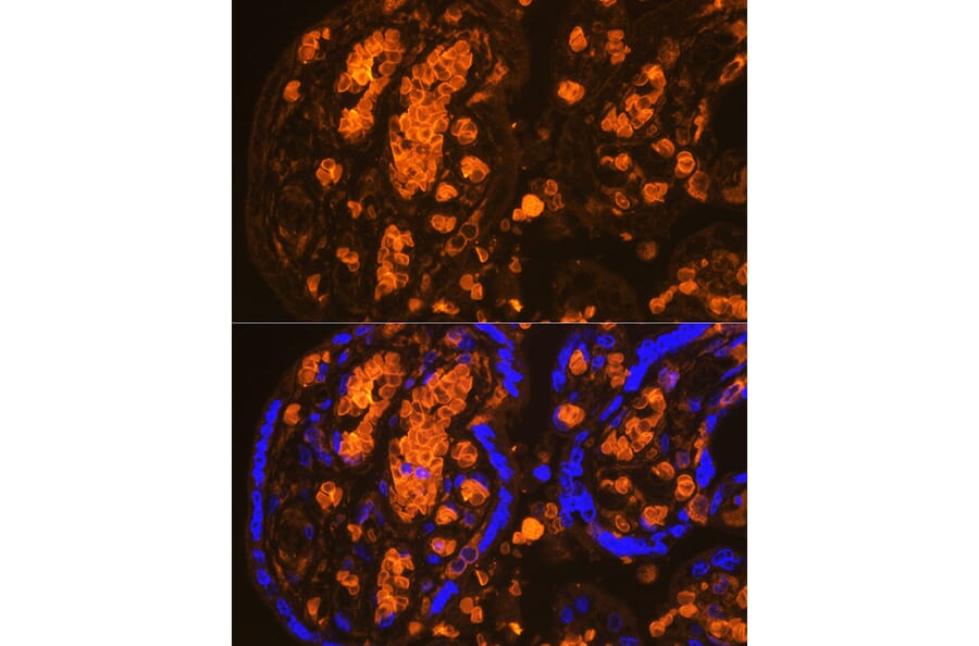 Immunofluorescence - Anti-Hemoglobin subunit alpha Antibody (A17236) - Antibodies.com