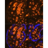Immunofluorescence - Anti-Hemoglobin subunit alpha Antibody (A17236) - Antibodies.com